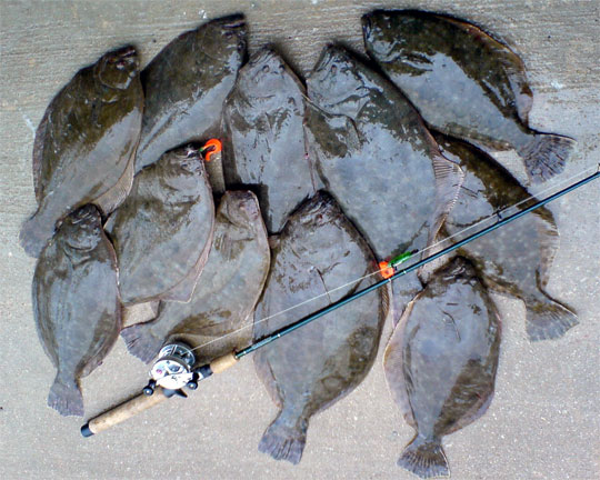 Texas Flounder Tips