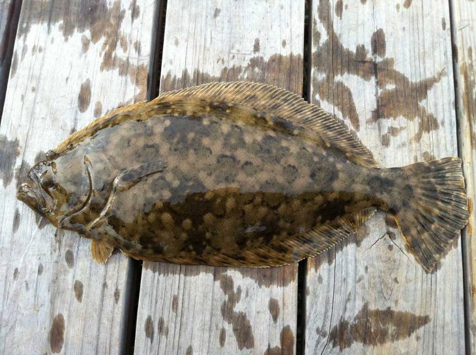 Texas Flounder Tips