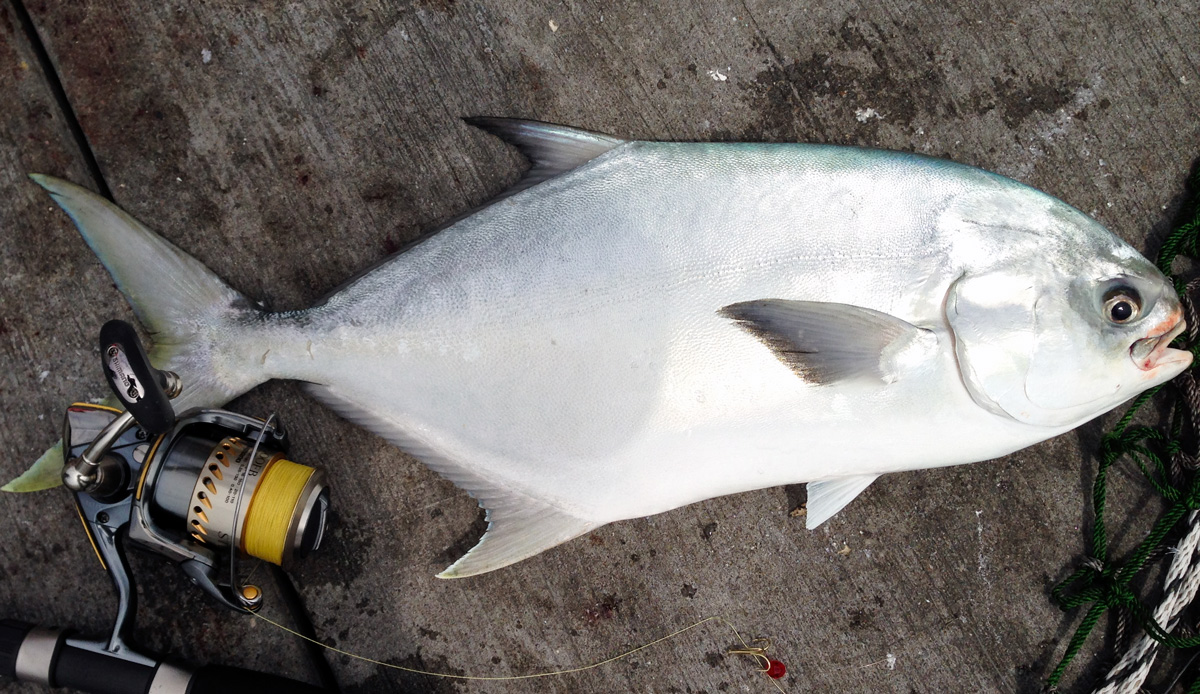 Gulf Coast Spanish Mackerel and Pompano Tips