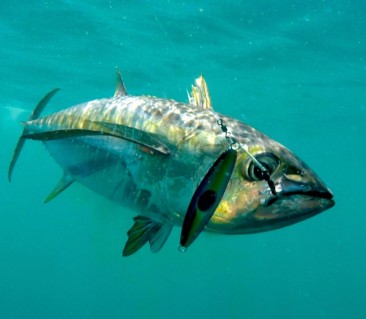 Zcraft Cyclops Jig Panama Yellowfin Tuna