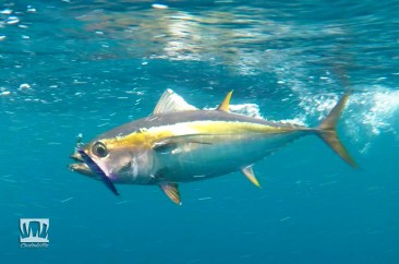 Zcraft Cyclops Jig Yellowfin Tuna