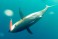 Prohunter Bibless Sinking Minnow with Panama Yellowfin Tuna