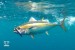 Zcraft Cyclops Jig Yellowfin Tuna
